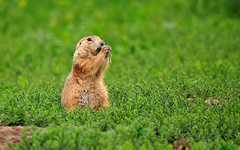 Animals, Grass, Rodent, Chipmunk, Gopher HD wallpaper