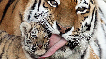 Baby tiger , Captivating innocence, Wildlife beauty, Fierce grace HD wallpaper