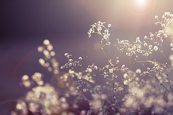Grass, Background, Plant, Macro, Branch HD wallpaper