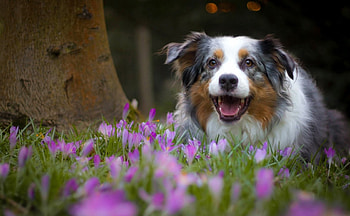 Australian shepherd, animal, dog, puppy, pink, flower, green, caine HD wallpaper