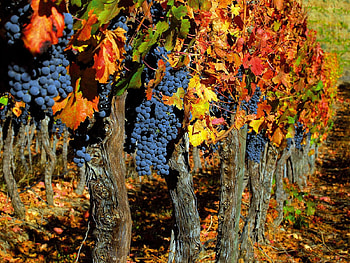 Fruits, Trees, Food, Autumn, Leaves, Grapes, Clusters, Bunches, Harvest HD wallpaper