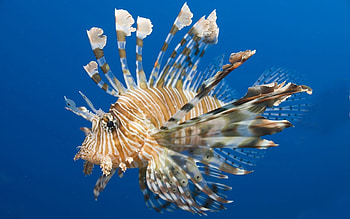 Animals, Water, To Swim, Swim, Fish, Underwater, Submarine, Lionfish, Samara HD wallpaper