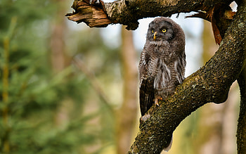 Owl, animal, bird, tree HD wallpaper