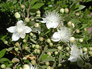 Myrtle Herb, Shrubs for sale, Tree options, Garden landscaping HD wallpaper