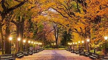 Park in Autumn, Lamp post, Park, Autumn, Fall, Light HD wallpaper