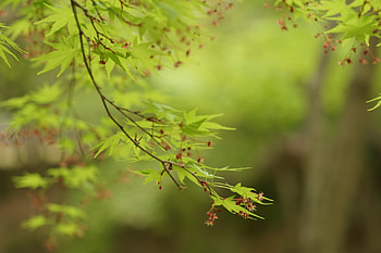 Leaves, Plant, Macro, Branch HD wallpaper