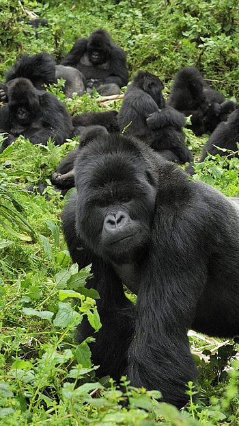Virunga National Park, Great ape, Pet birds, Wildlife HD phone wallpaper