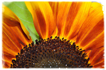 sunflower, yellow flower, sunflowers, yellow, flower, flowers HD wallpaper
