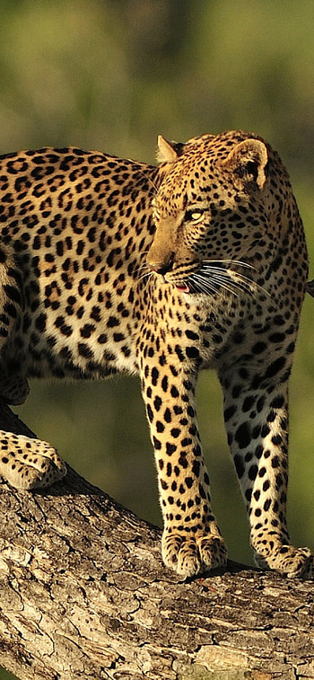 Leopard , 12 Pro, Kruger National Park, Majestic wildlife HD phone wallpaper