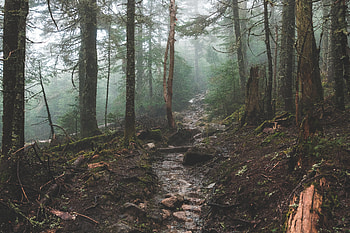 Nature, Trees, Branches, Creek, Brook, Elevation HD wallpaper