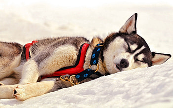 Animals, Grass, Dog, Muzzle, Dream, Sleep, Husky, Haska, Team HD wallpaper