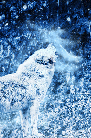 Animals, Fog, Predator, Wolf, Loneliness, Howl HD phone wallpaper