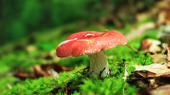 Edible mushrooms, Gourmet delicacy, Culinary ingredient, Food graphy HD wallpaper