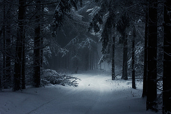 Winter Forest - , Winter Forest Background on Bat, Snowy Forest HD wallpaper