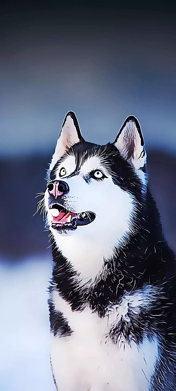 Husky, eye, jaw HD phone wallpaper