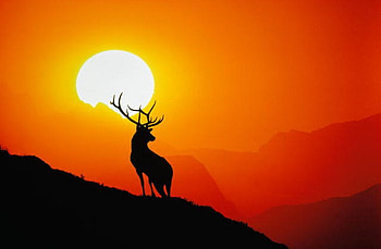 Deer, animal, nature, sunset HD wallpaper