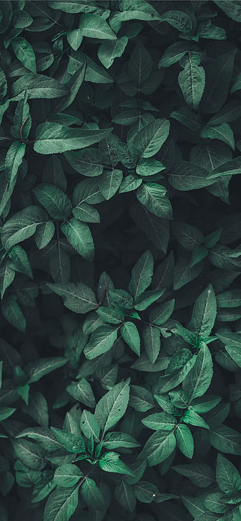 Best Green 11, Greeny HD phone wallpaper