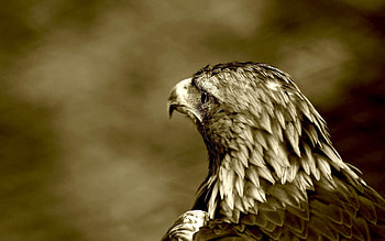 Animals, Bird, Eagle, Predatory Gaze, Predatory Look HD wallpaper