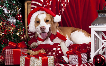 Christmas puppy, dog, animal, craciun, cute, puppy, christmas, red, santa, hat HD wallpaper