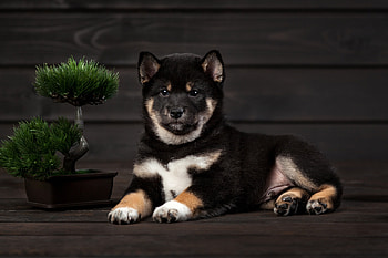 Shiba inu, compain, dog, siting HD wallpaper