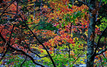 Landscape, Nature, Trees, Autumn, Handsomely, It's Beautiful HD wallpaper