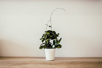 A simple and elegant potted houseplant on a wooden table, showcasing minimalist decor. HD wallpaper