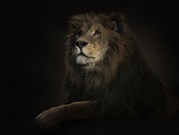 Lions, Animals, Art HD wallpaper