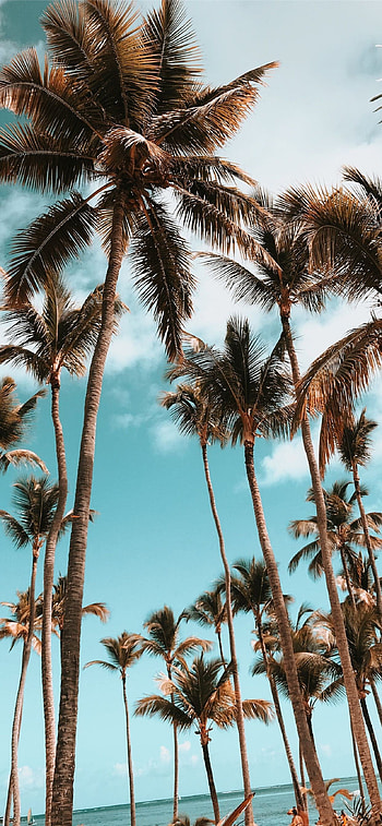 Dominican Republic , , , High quality HD phone wallpaper