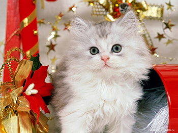 Animals, Cats HD wallpaper