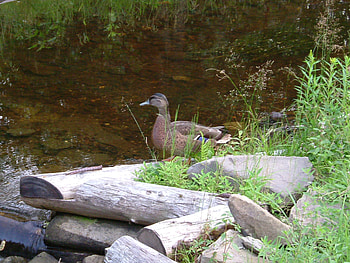 Duck , river, nature, wood, flower HD wallpaper