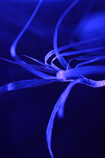 Leaves, Plant, Dark, Neon HD phone wallpaper