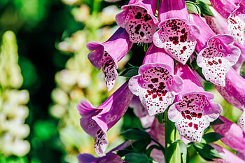 Foxgloves, summer, pink, garden, beautiful, flowers, bells, spring HD wallpaper