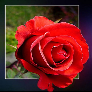 red rose, rose, 3d, bud, red, single HD wallpaper