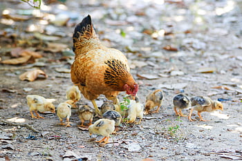 Mother hen and her chicks feeding on a farm ground, showcasing natural behavior. HD wallpaper