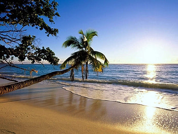 Nature, Trees, Sea, Sun, Beach, Shore, Bank, Palm, Slope, Wave, Incline HD wallpaper