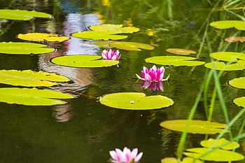 Flowers, Water, Leaves, Lotus, Basin HD wallpaper