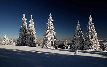 Nature, Sky, Sun, Snow, Branches, Branch, Frost, Hoarfrost, Gray Hair, Shadows, Ate HD wallpaper