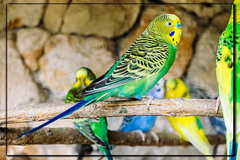 FRAMED BIRDS, BIRDS, NATURE, FRAMED HD wallpaper