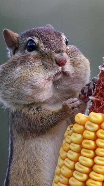 Chipmunk, Animals, Animal , Baby Animals HD phone wallpaper
