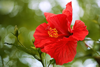 Hibiscus, Bokeh flower, Red flower , Nature HD wallpaper