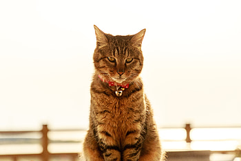 Animals, Cat, Pet, Sight, Opinion, Collar, Bell, Bubencher HD wallpaper