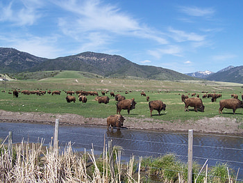 Buffalo Swan Valley, Idaho, Animals, Mountains, Buffalo, Valleys HD wallpaper