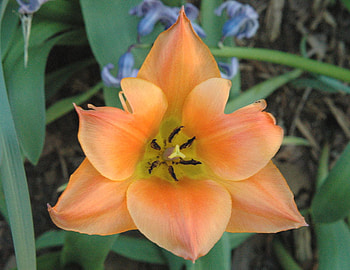 Yard Tulip, tulip, beautiful, yard HD wallpaper