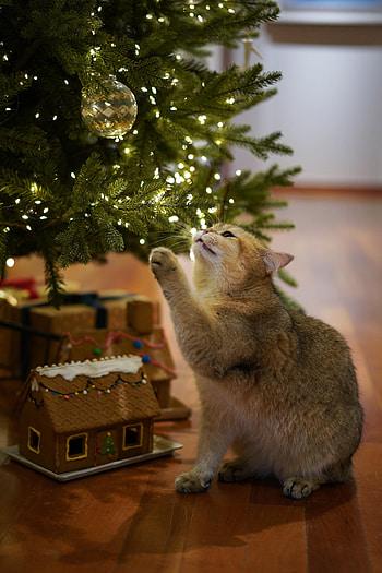 Animals, New Year, Cat, Christmas, Pet, Grey, Christmas Tree HD phone wallpaper