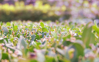 Grass, Macro, Shine, Light, Light Coloured, Morning HD wallpaper