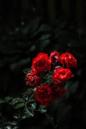Capture of vivid red roses against a dark backdrop, showcasing natural beauty. HD phone wallpaper