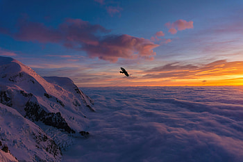 Bird Soaring Above Snowy Heights, birds HD wallpaper