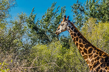 Kruger National Park, Wildlife graphy, African wildlife, South African adventure HD wallpaper