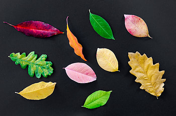 Autumn, various leaves, colorful HD wallpaper