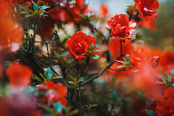 Flowers, Wood, Tree, Branches, Bloom, Flowering HD wallpaper
